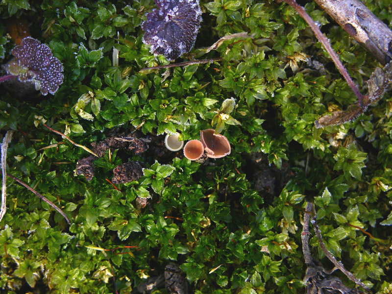 Ritrovamenti odierni.